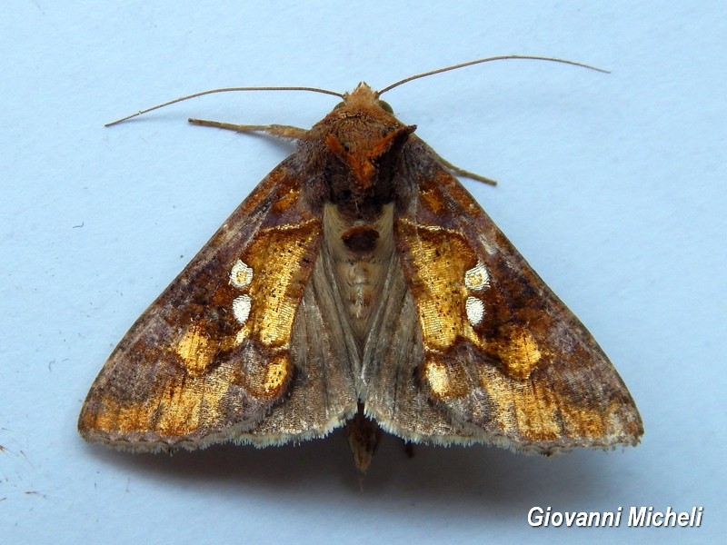 Chrysodeixis chalcites ...falena dorata